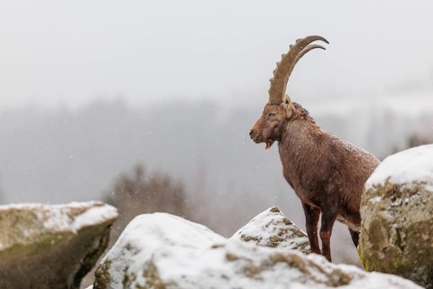A male ibex (Capra ibex) stands on a rock in the snowstorm. A forest can be seen dimly in the