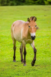 A Przewalski's horse (Equus ferus przewalskii or Equus przewalskii), walks across a paddock