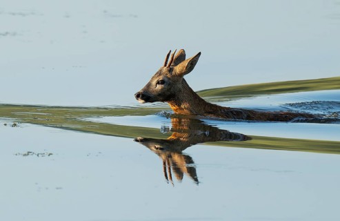 Roe deer (Capreolus capreolus), young roebuck swimming through the shallow water zone of a lake,