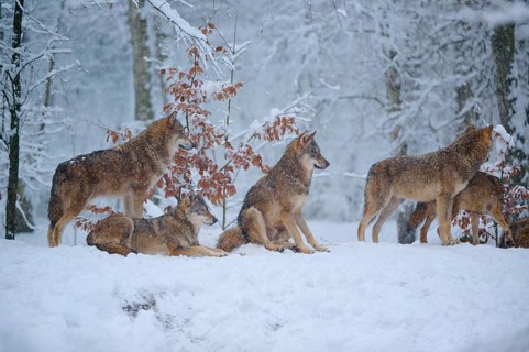 Group of wolves in a snow-covered forest, peace and wilderness, winter, wolf (Canis lupus), Germany