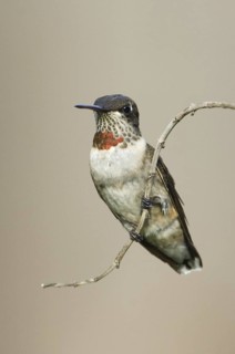 Ruby-throated Hummingbird (Archilochus colubris), Texas, USA
