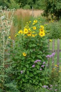 Perennial sunflower (Helianthus decapetalus 'Capenoch Star'),  Austria