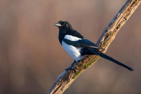 Eurasian Magpie (Pica pica) perched on a branch, Poland
