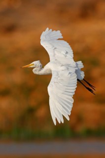 Cattle egret (Bubulcus ibis), flight photo, Raysut, Salalah, Dhofar, Oman
