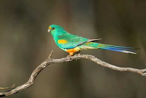 Mulga Parrot (Psephotellus varius) male perched on a branch, South Australia, Australia