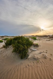 Beach "Platja del Fangar", Vegetation, nature reserve, ebro delta, Catalonia, Spain