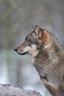 European Wolf (Canis lupus) adult portrait, Lower Saxony, Germany