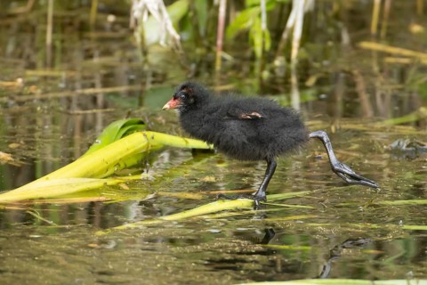 Moorhen (Gallinula chloropus) juvenile baby bird stretching on a pond, RSPB Titchwell nature