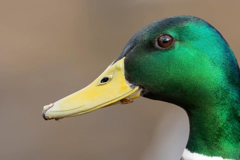 Mallard duck (Anas platyrhynchos) adult male bird head portrait, England, United KIngdom