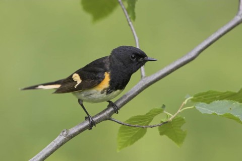 American Redstart (Setophaga ruticilla) male, Ontario, Canada