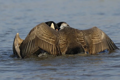 Kanadagans (Branta canadensis) kaempfende Maennchen zur Balzzeit