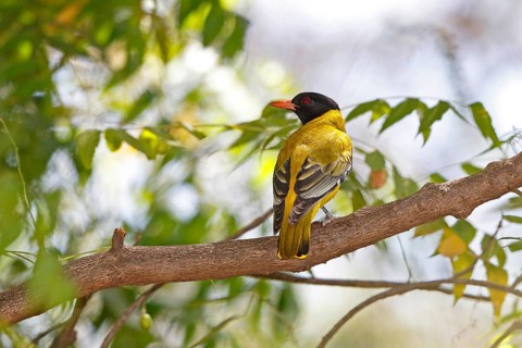 Black-headed Oriole (Oriolus larvatus), Lake Baringo, Kenya