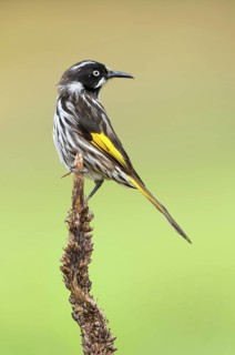 New Holland Honeyeater (Phylidonyris novaehollandiae), Victoria, Australia