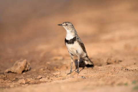 White-fronted Chat (Epthianura albifrons) female perched on the ground, Victoria, Australia