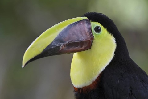 Yellow-throated Toucan (Ramphastos ambiguus swainsonii), Costa Rica