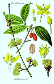 Cornelian cherry (cornus mas), also Herlitze, Dürlitze, Hirlnuss, in Austria also Dirndl,