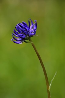 Round-headed rampion (Phyteuma orbiculare), nature photography, UNESCO, biosphere reserve, Lange