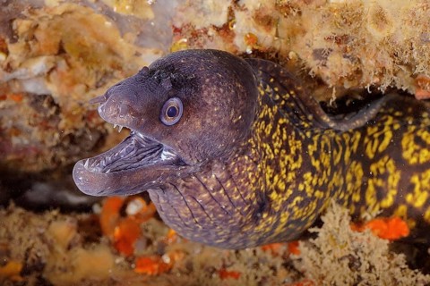 Mediterranean moray eel (Muraena helena)