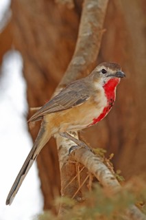 Rosy-patched Bushshrike (Telophorus cruentus), Tsavo West National Park, Kenya
