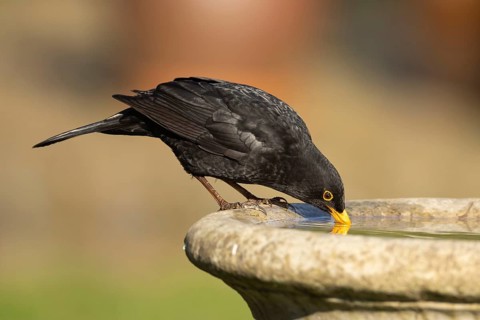 European blackbird (Turdus merula) adult male garden bird drinking water from a bird bath, Suffolk,