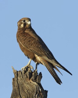 Brown Falcon (Falco berigora), Queensland, Australia