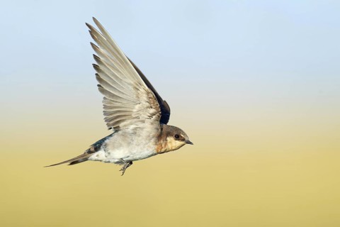 Welcome Swallow (Hirundo neoxena) flying, Victoria, Australia