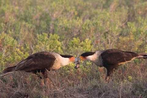 Northern Crested Caracara (Caracara cheriway) pair, Texas, USA