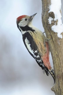 Middle Spotted Woodpecker (Dendrocoptes medius), Germany