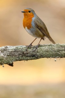 European robin (erithacus rubecula), perched on a branch, Castile and Leon