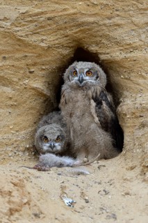 Eurasian Eagle-Owl (Bubo bubo) juveniles with food at breeding cavity, North Rhine-Westphalia,