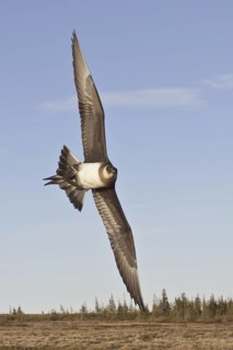 Parasitic Jaeger (Stercorarius parasiticus) flying, Manitoba, Canada