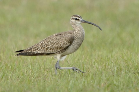 Whimbrel (Numenius phaeopus), Texas, USA