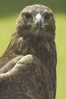 Golden Eagle (Aquila chrysaetos), Alberta, Canada