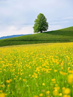 Solitary tree, linden tree (Tilia), on a hill, in front of it a flowering field of buttercups
