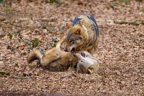 Two wolves interacting on the ground full of leaves, one on his back, the other above him, Wolf