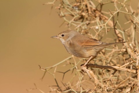 Spectacled Warbler (Sylvia conspicillata) female, Morocco