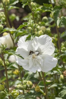 Garden marshmallow (Hibiscus syriacus WHITE CHIFFON), Anchers Havecenter, Ellerhoop-Thiensen,