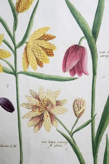 Detail, frittilaria flore atro, checkerboard flower, hand-colored mezzotinto copper engraving from