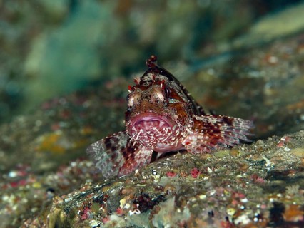 A well camouflaged lesser scorpionfish (Scorpaena notata) rests on the seabed, its camouflage is