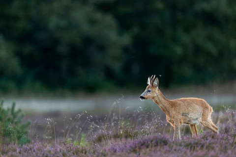 A roebuck (Capreolus capreolus) stands in blooming heath, a year earlier I was able to photograph