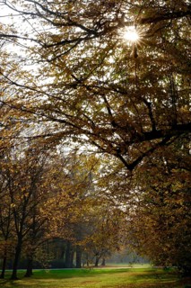 Autumn forest illuminated by the autumn sun, November, Germany