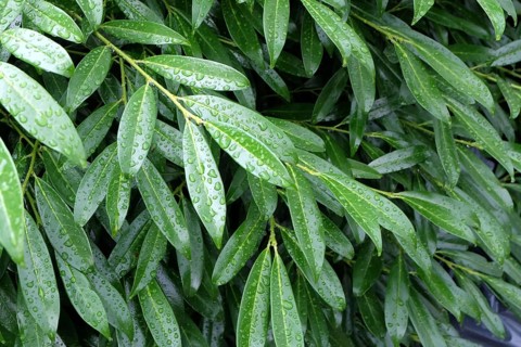 Laurel cherry (Prunus laurocerasus 'Zabeliana'), Germany