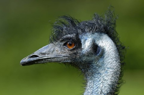Emu (Dromaius novaehollandiae), Portrait, captive, Zoo/Gehege, NRW, Deutschland