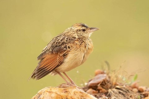 Rufous-naped Lark (Mirafra africana), Masai Mara, Kenya