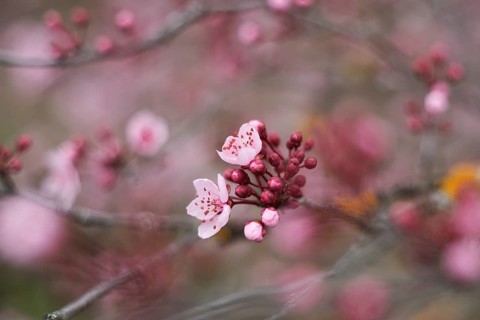 A detailed close-up of pink cherry blossom flowers and buds with a soft, blurred background in a