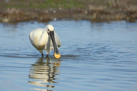Spoonbill (Platalea leucorodia) foraging in the water, shore, Zandkes, Dijmanshuizen, Texel, North