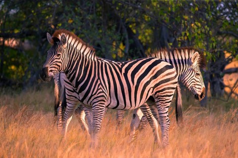 Africa, Botswana, plains zebra, Equus quappa, Botswana
