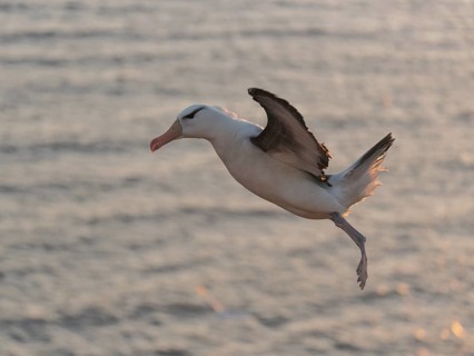 Black-browed Albatross (Thalassarche melanophris) flying, Schleswig-Holstein, Germany