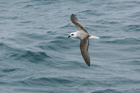 White-headed Petrel (Pterodroma lessonii) flying, Victoria, Australia