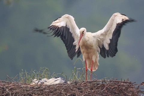 White Stork (Ciconia ciconia) with chicks in nest, North Rhine-Westphalia, Germany